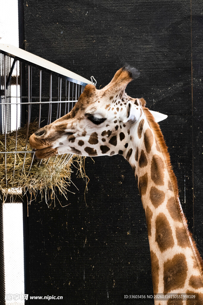 长颈鹿进食干草