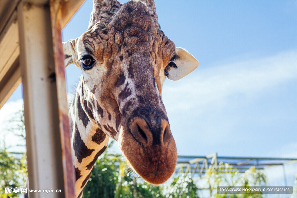 长颈鹿探头好奇张望
