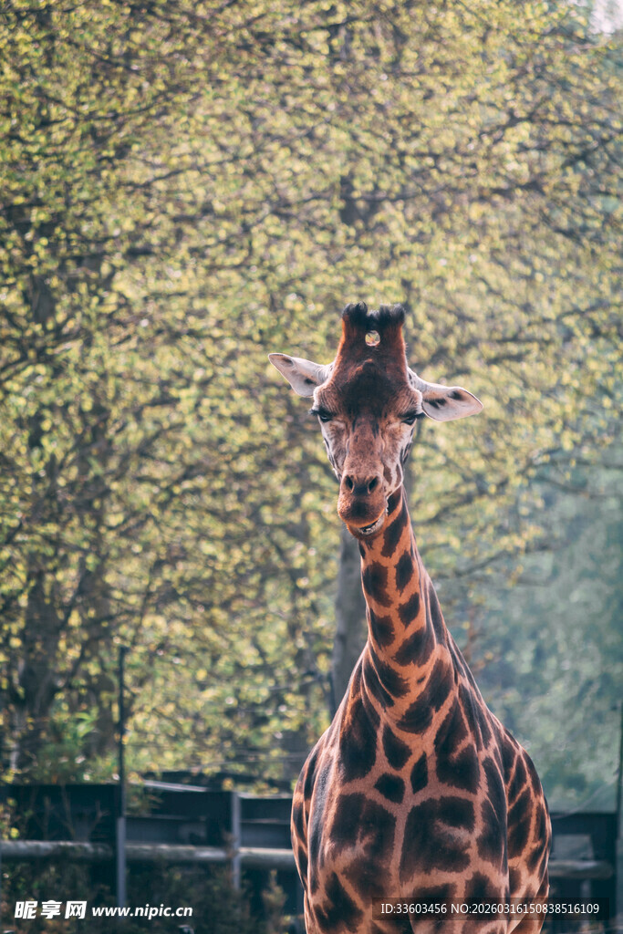 森林中的长颈鹿