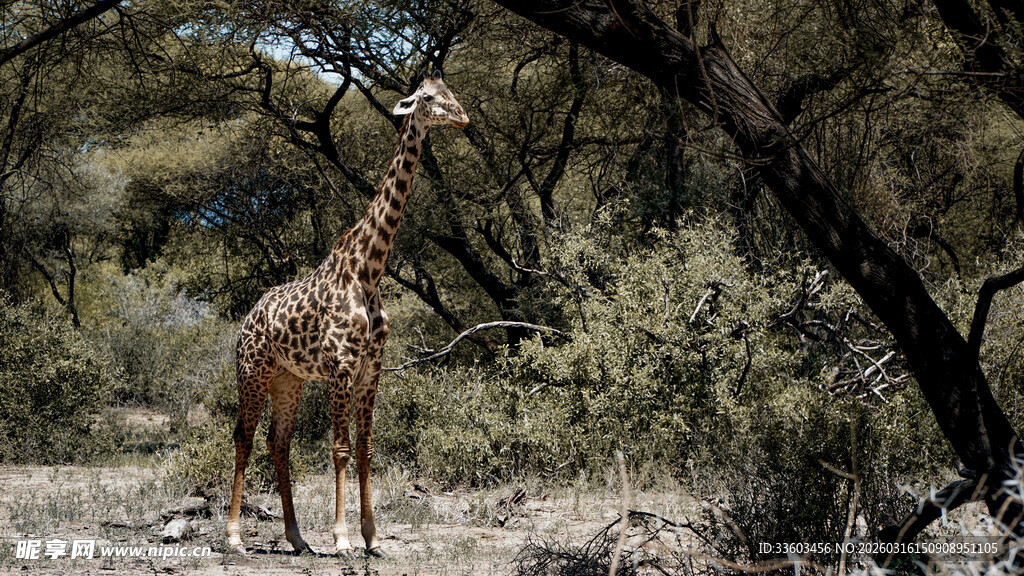 野外长颈鹿于树丛中觅食