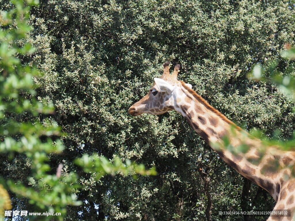 长颈鹿于绿荫间眺望