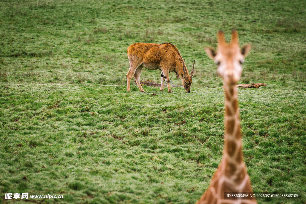 草原上的两只长颈鹿