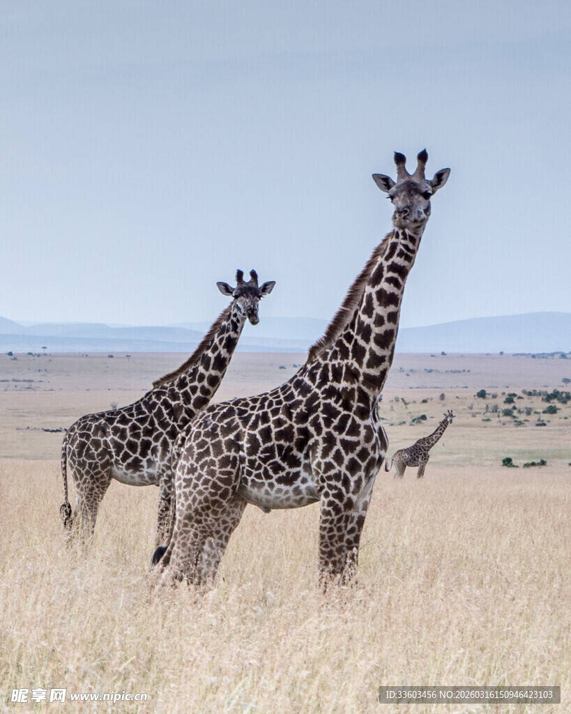 草原上的三只长颈鹿