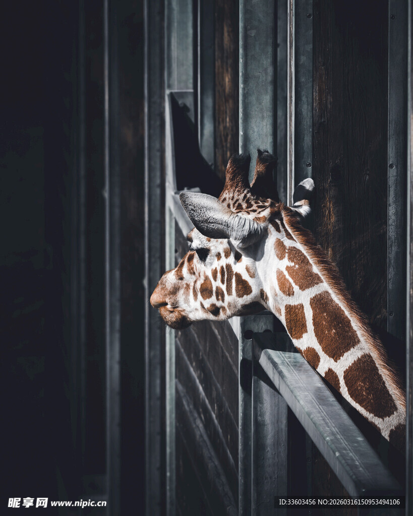 长颈鹿探头张望