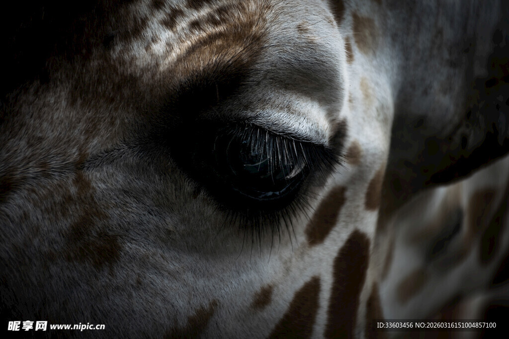 长颈鹿眼睛特写