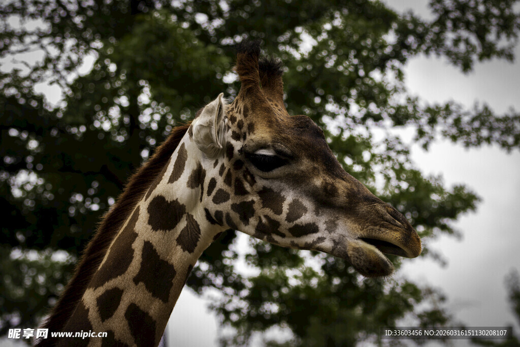长颈鹿于绿荫间抬头张望