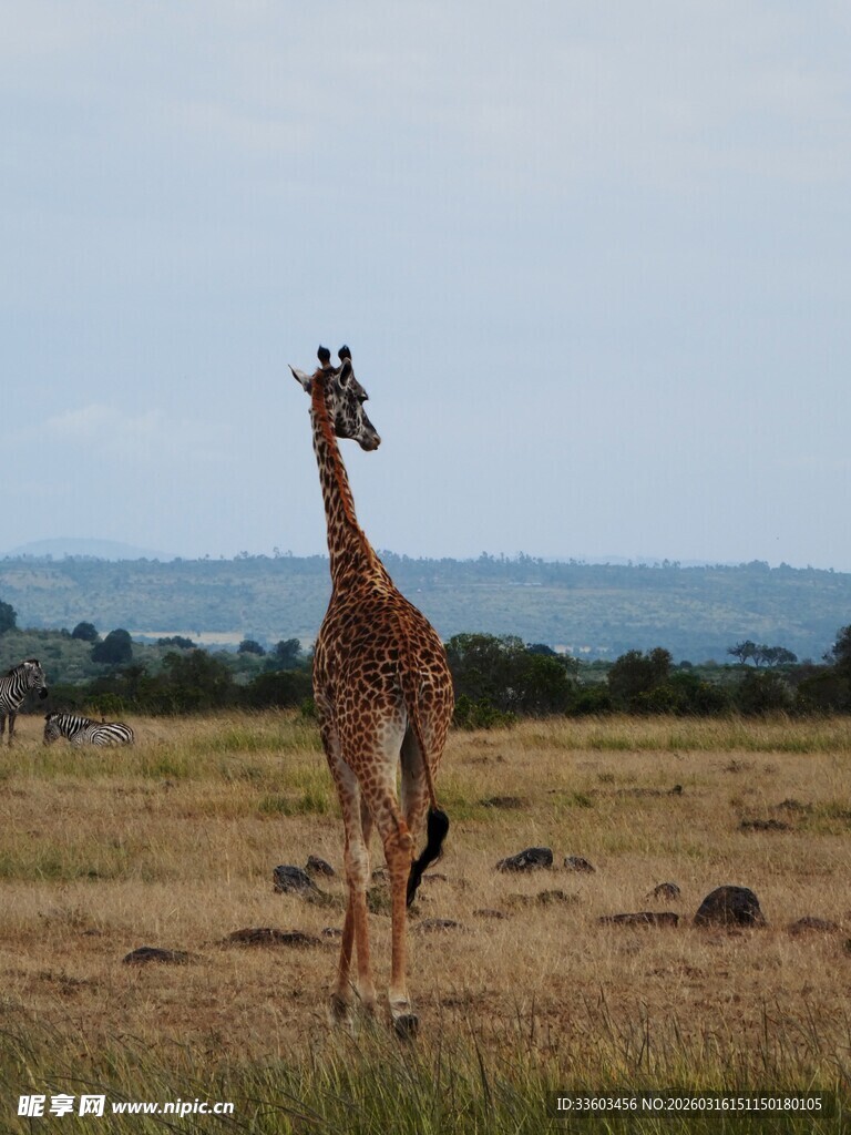 草原上的独行长颈鹿