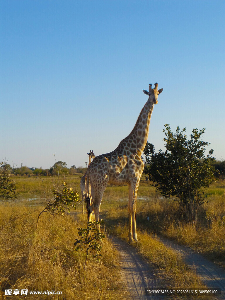 草原上独行的高大长颈鹿
