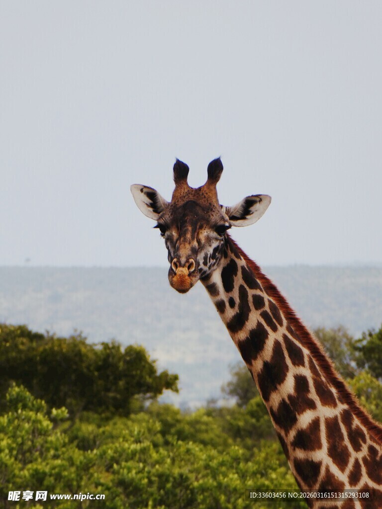 草原上的长颈鹿