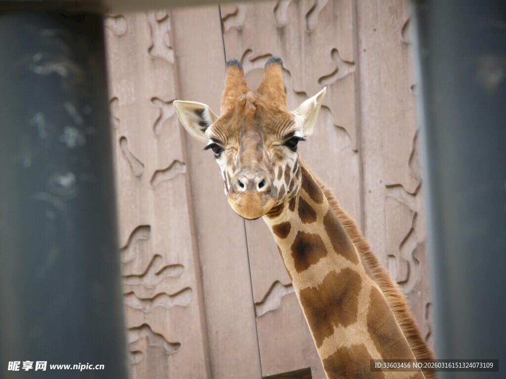 长颈鹿近景特写