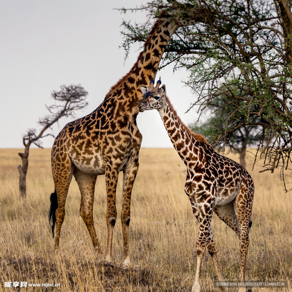 草原上的长颈鹿母子
