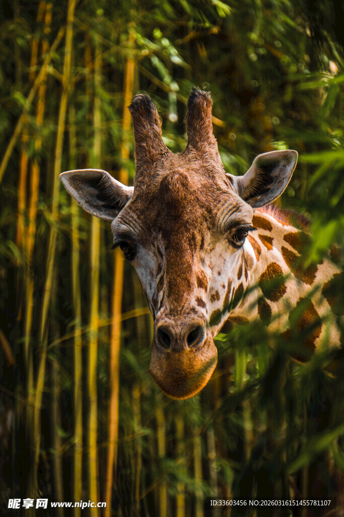 长颈鹿探头于竹林间