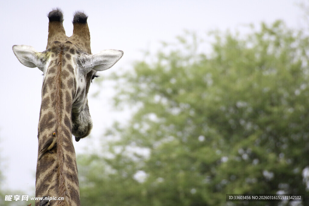 长颈鹿眺望绿意盎然的树林
