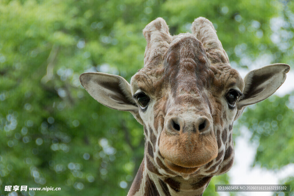可爱长颈鹿近景特写