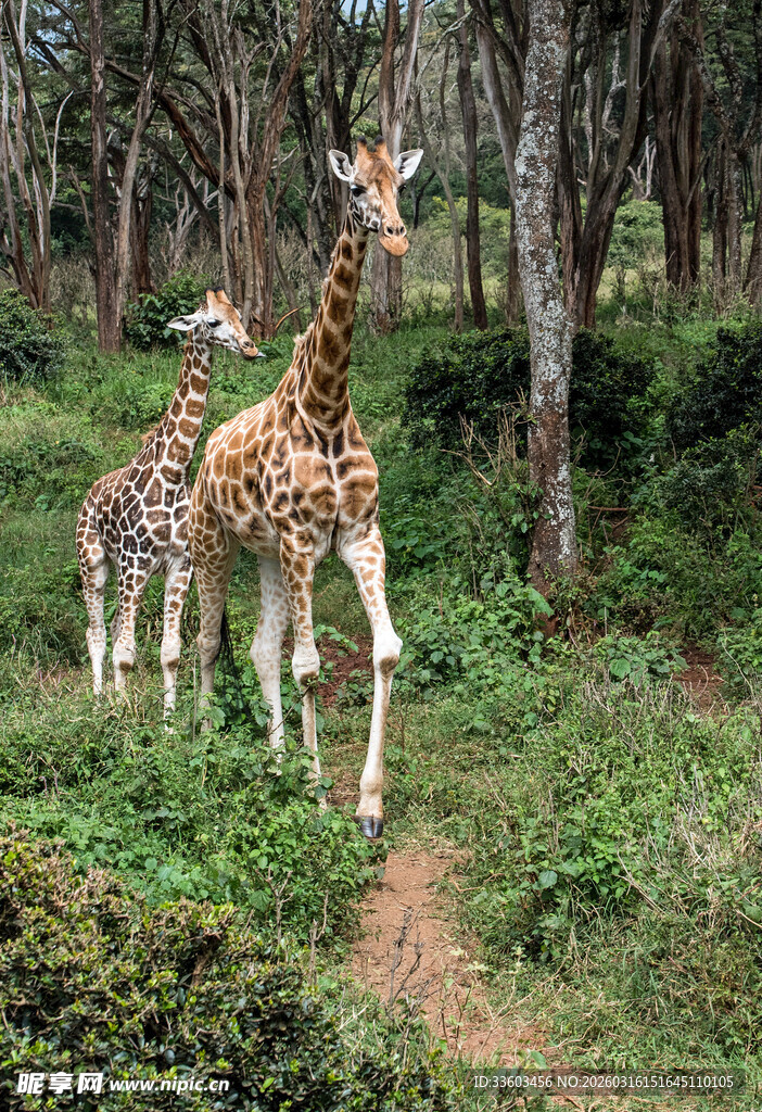 林间漫步的两只长颈鹿