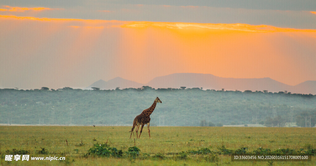 夕阳下草原上的孤独长颈鹿