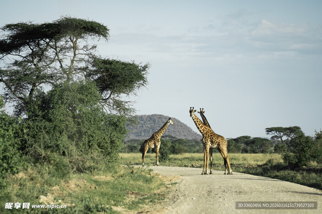 草原上漫步的两只长颈鹿