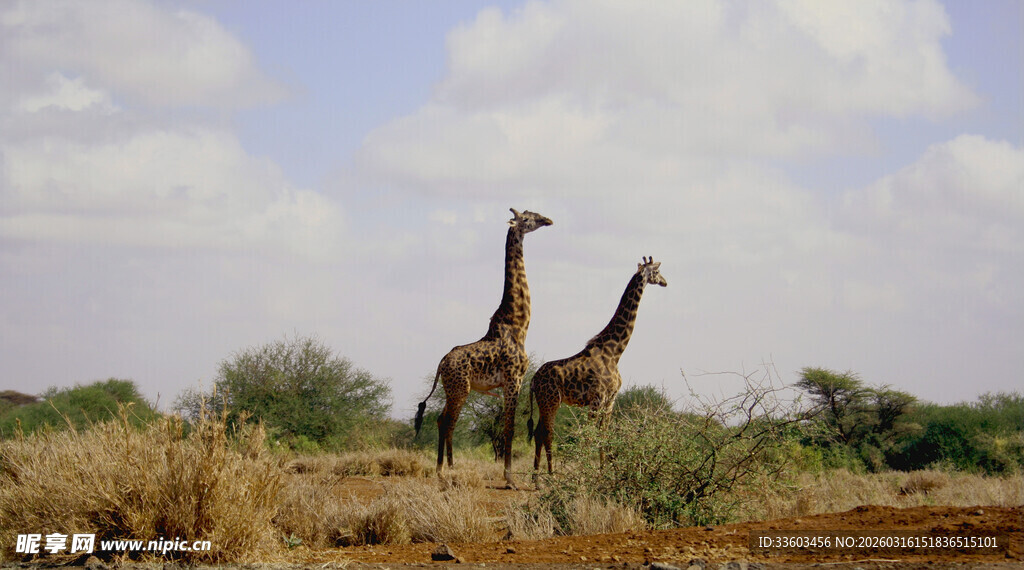 草原上的两只长颈鹿