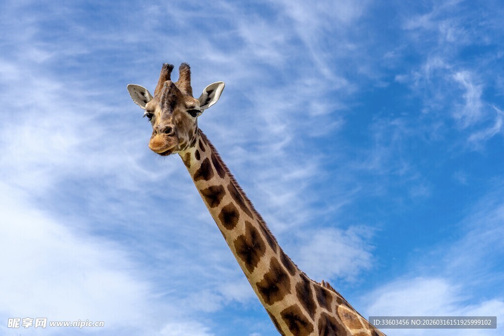 仰望蓝天的长颈鹿