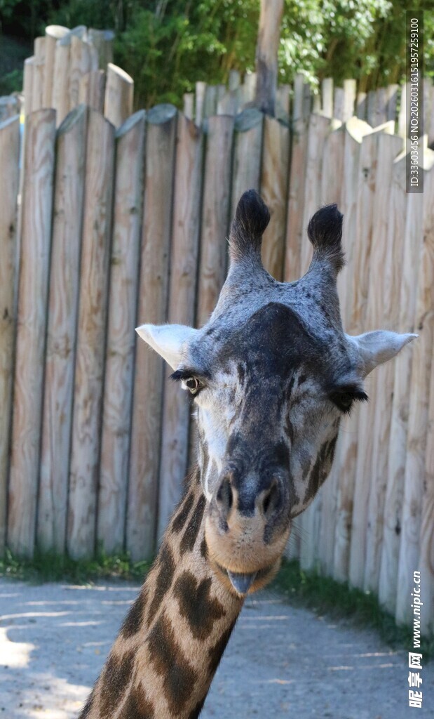 围栏边的长颈鹿