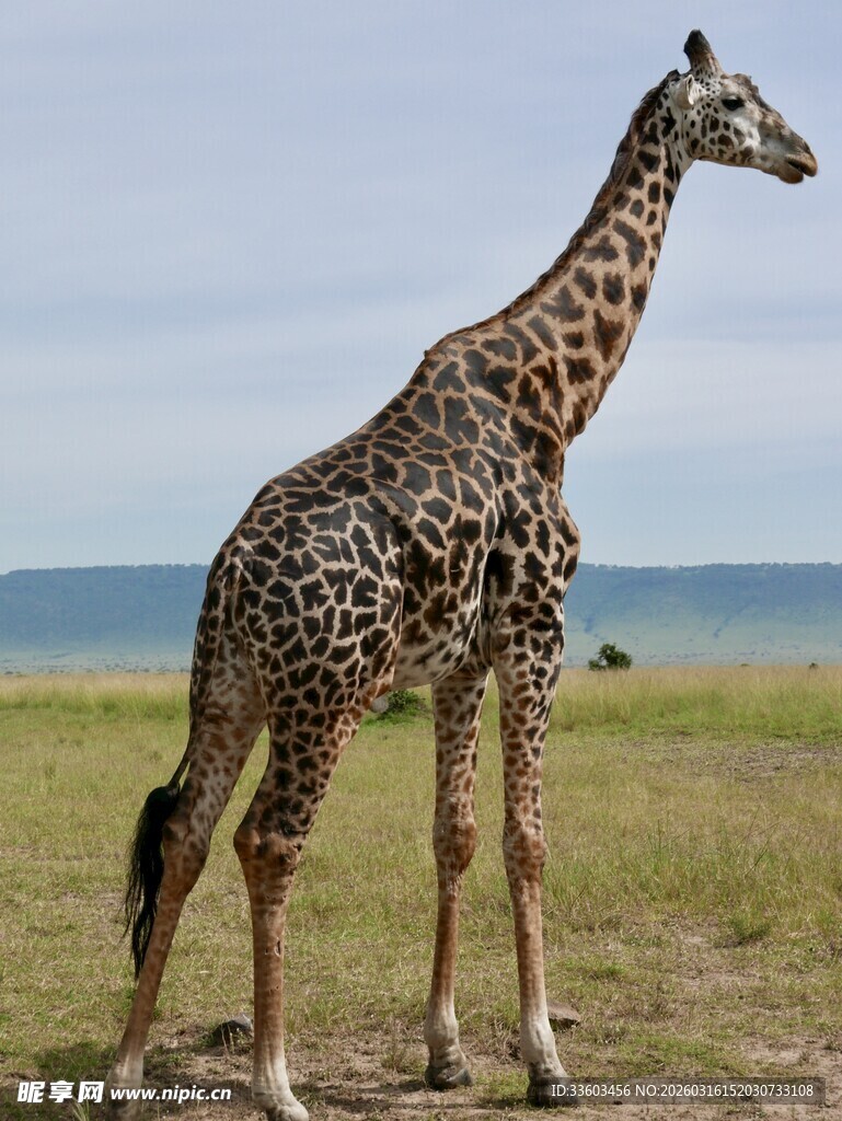 草原上的长颈鹿母子