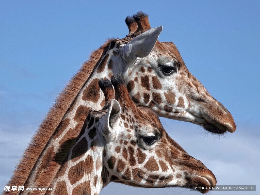 亲密相依的两只长颈鹿