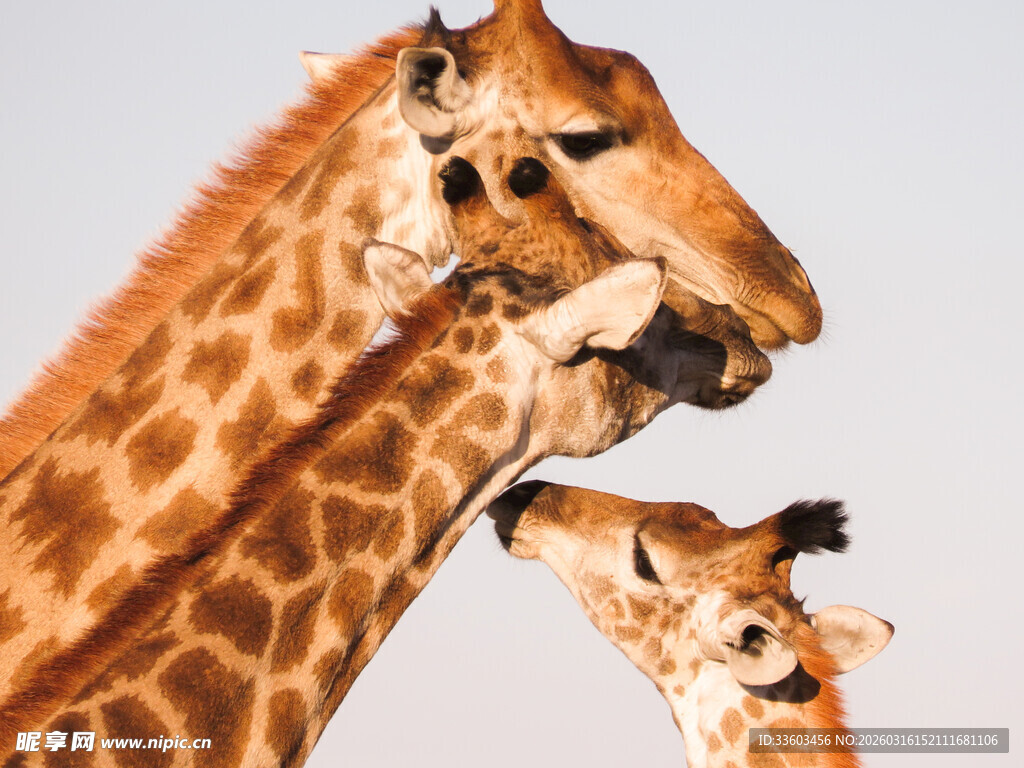 长颈鹿母子亲昵瞬间