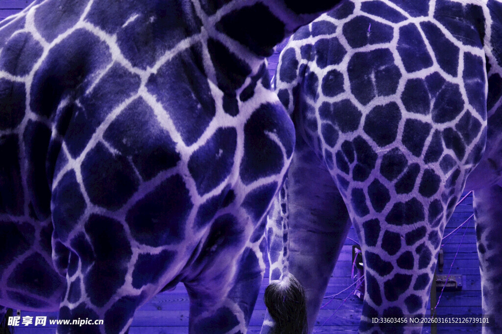 紫色调下的长颈鹿斑纹特写