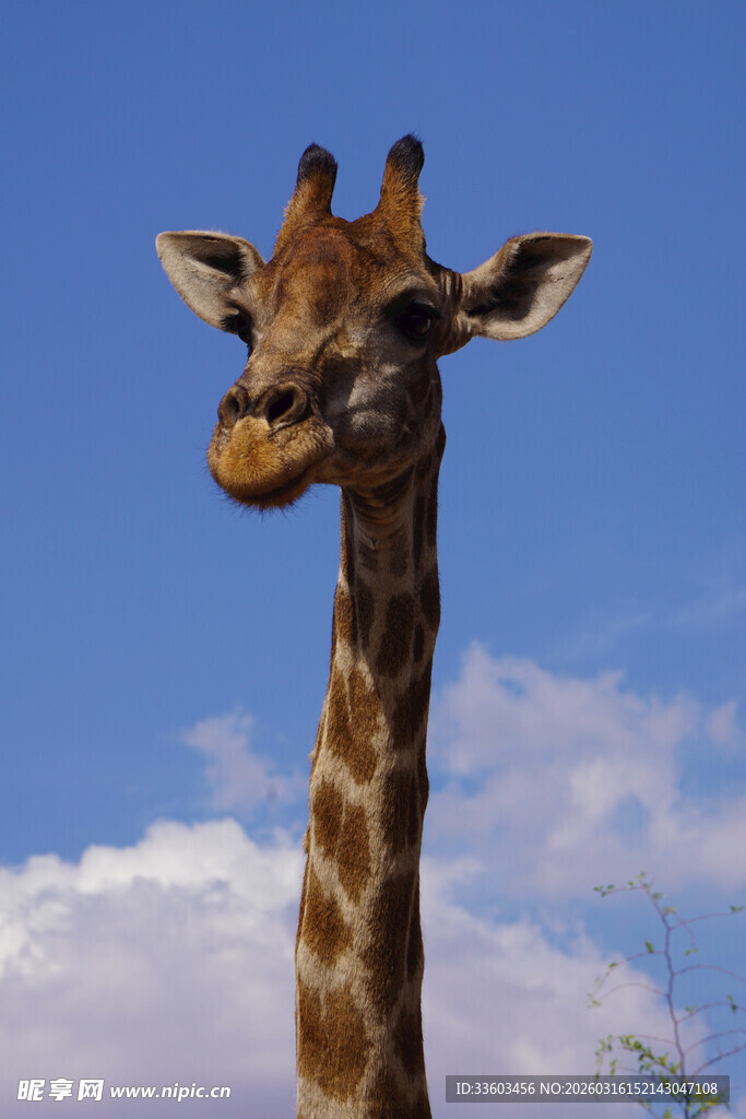 长颈鹿蓝天背景特写