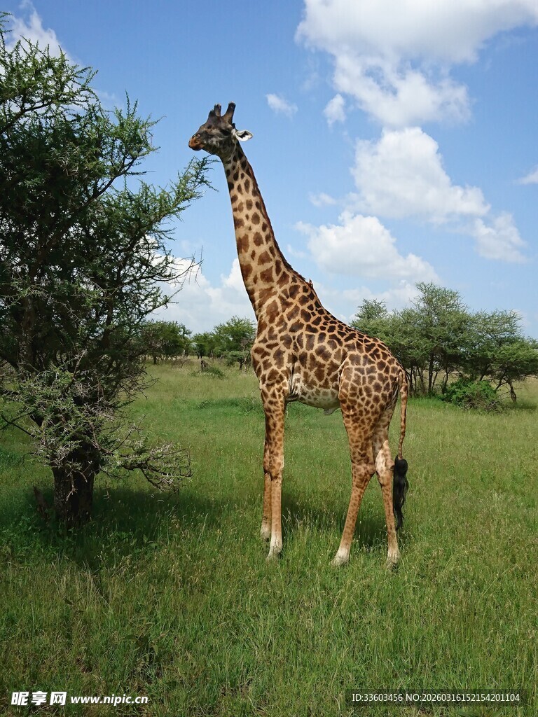 草原上长颈鹿进食画面