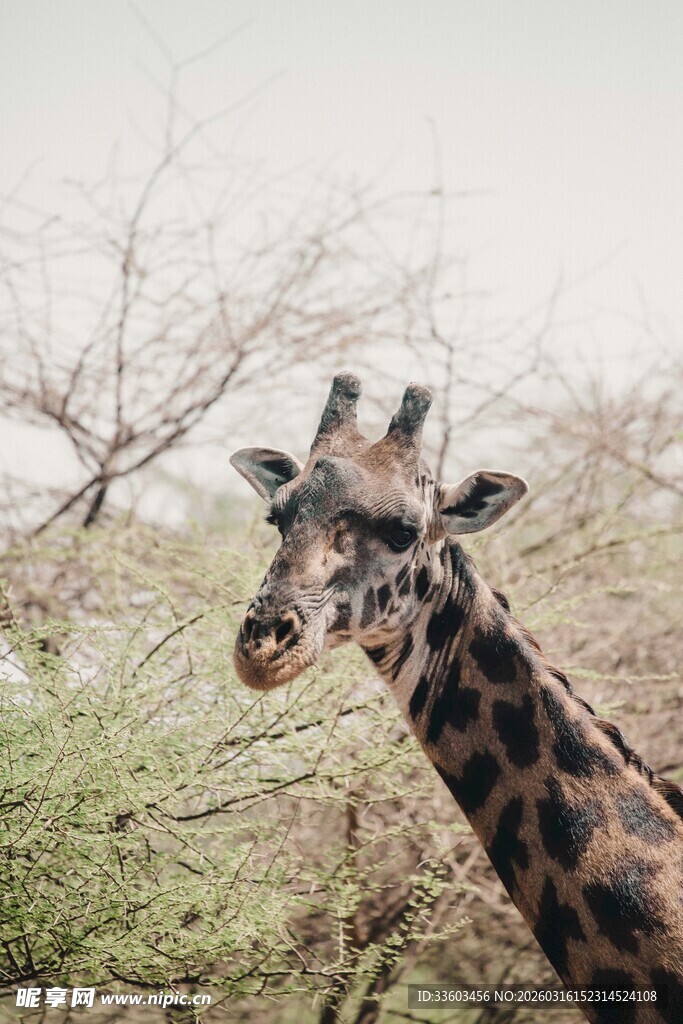 野外长颈鹿特写