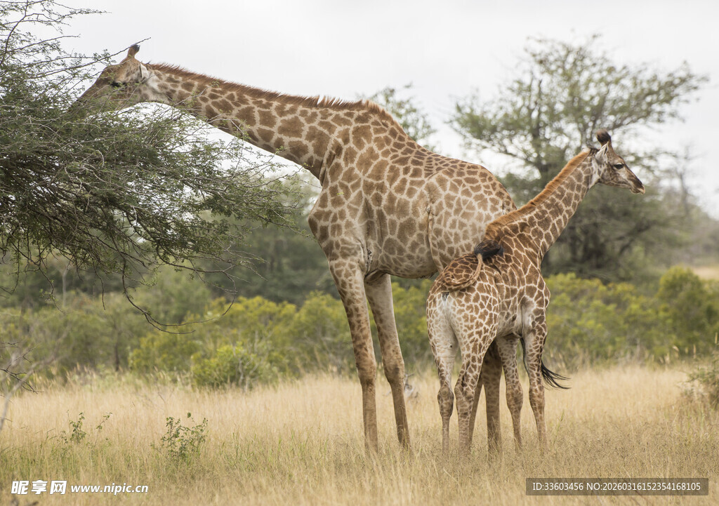 草原上的长颈鹿母子