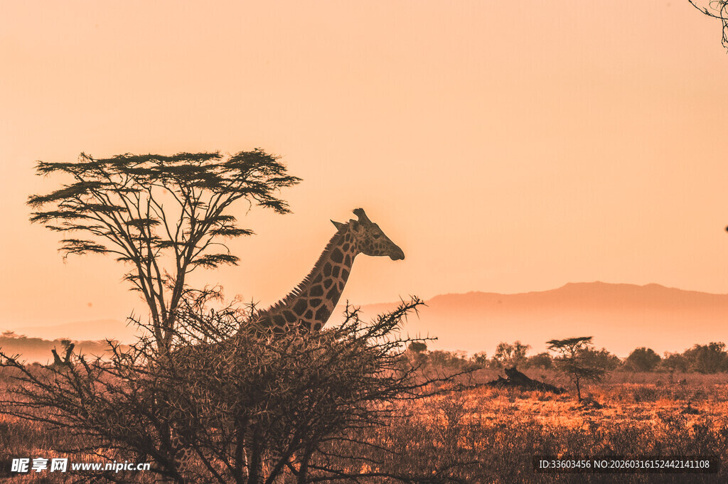 夕阳下的长颈鹿与旷野