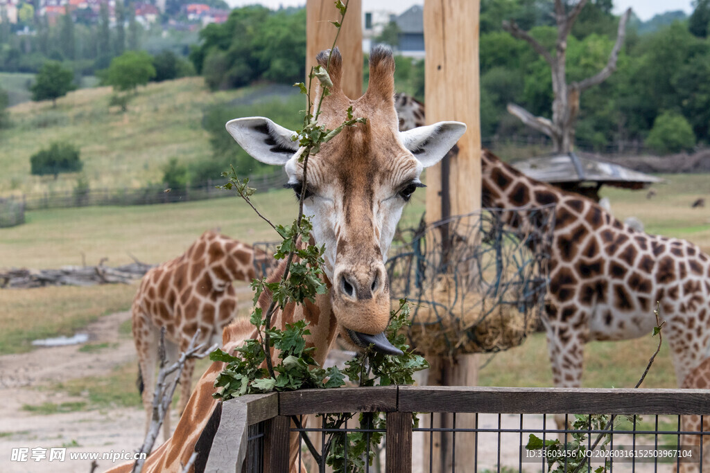 动物园中进食的几只长颈鹿