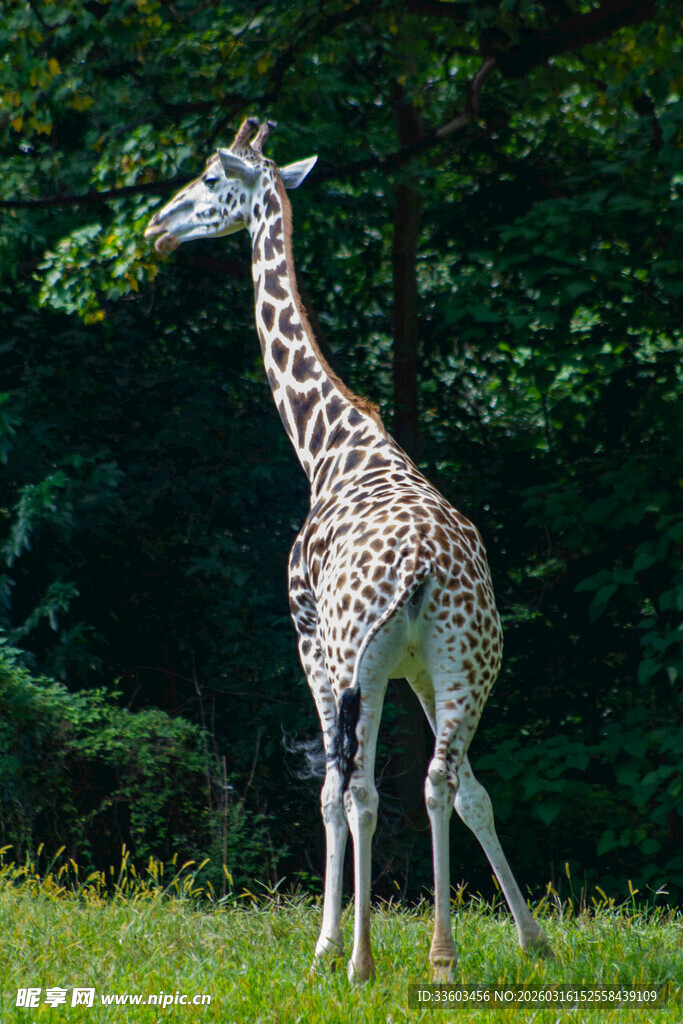 草地上的长颈鹿