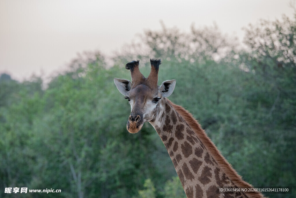野外长颈鹿特写