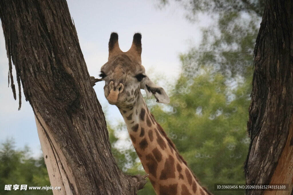 长颈鹿探头于树干旁