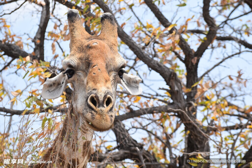 长颈鹿在枝叶间的可爱模样