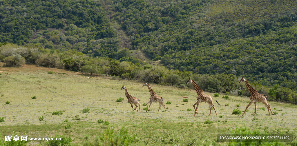 草原上行走的几头长颈鹿