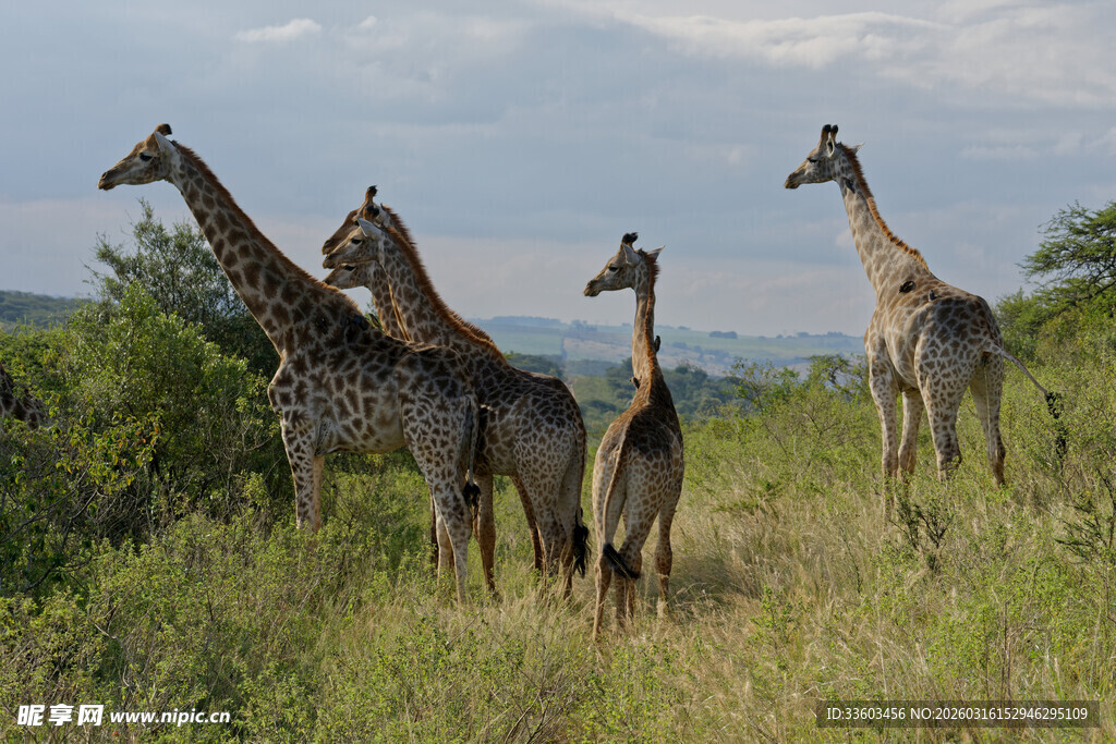 草原上的长颈鹿群