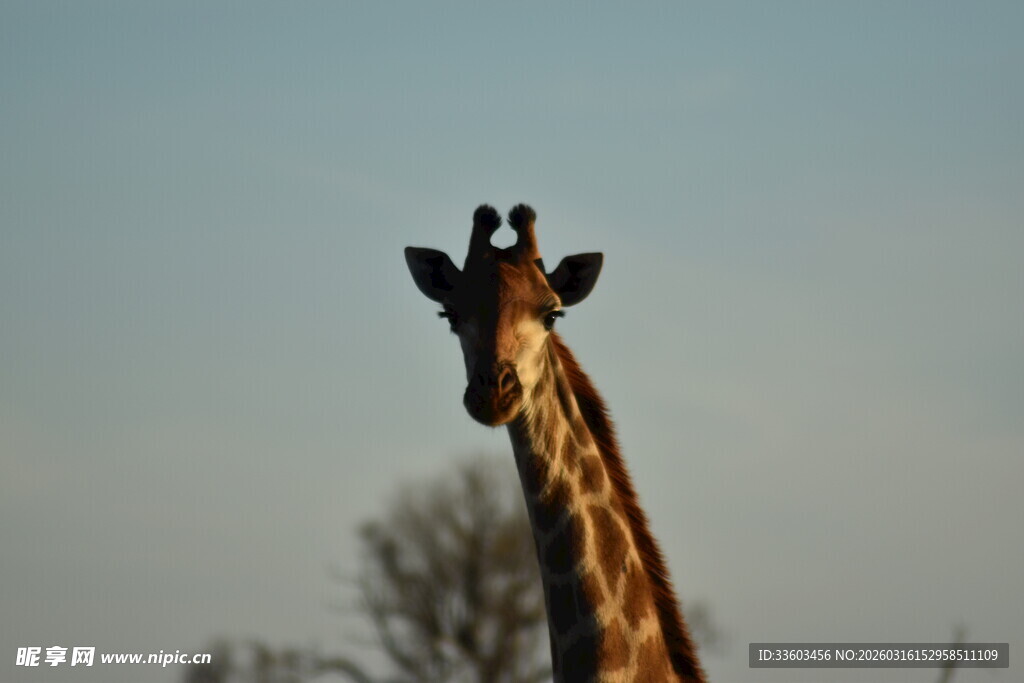 夕阳下的长颈鹿头部特写