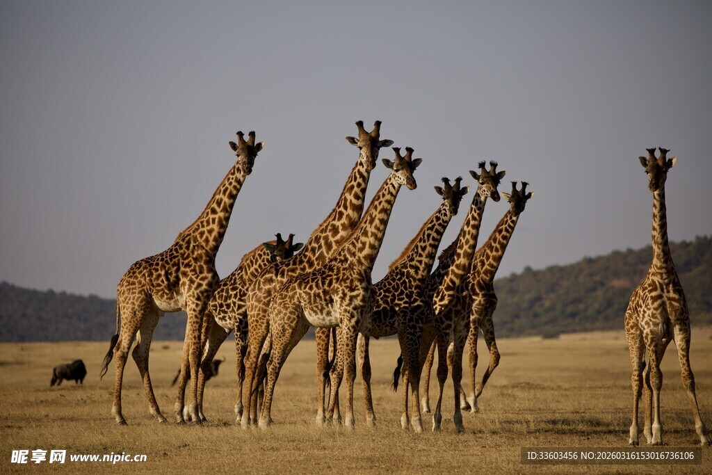 草原上的长颈鹿群