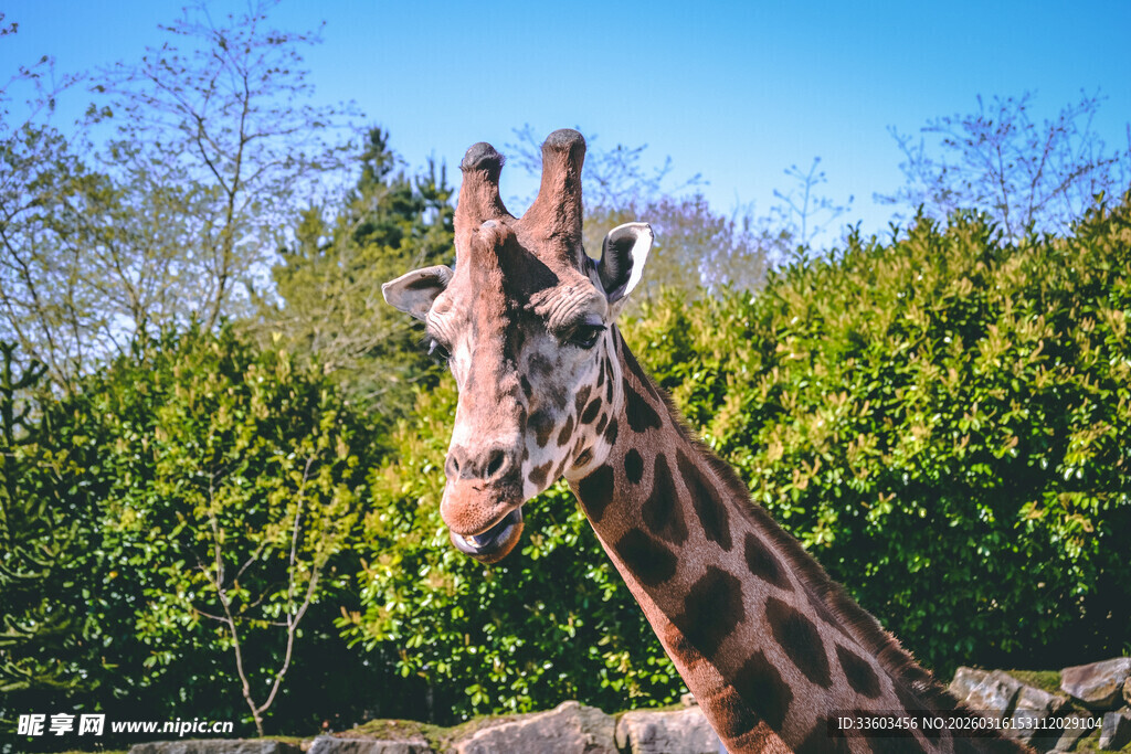 长颈鹿在绿意盎然中凝望