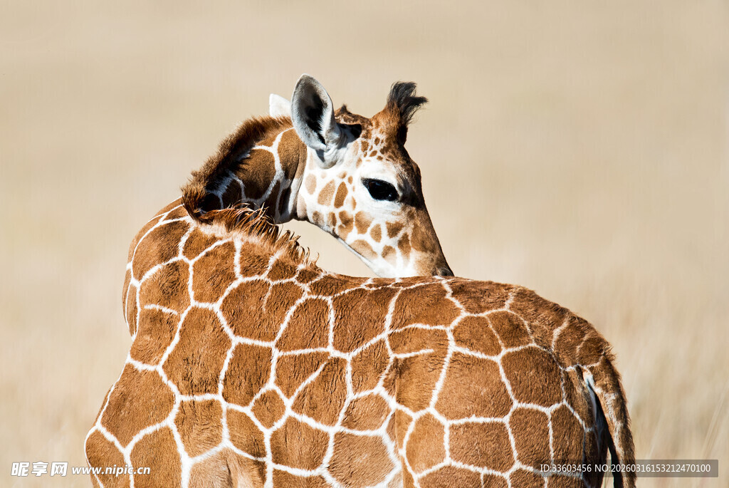 依偎的长颈鹿母子