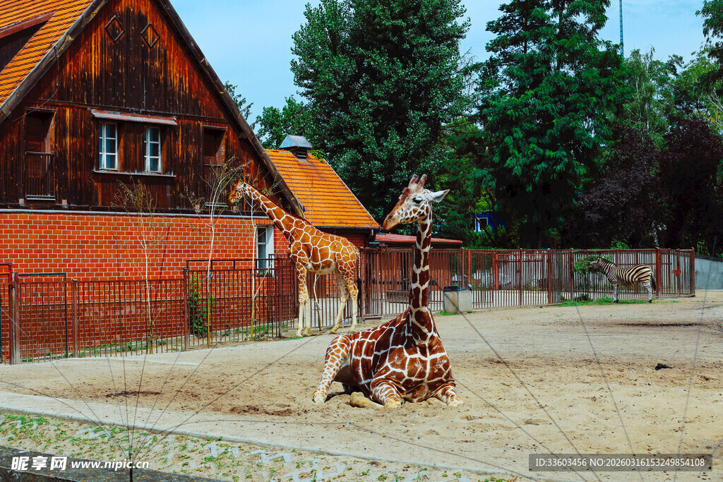 驯兽表演中的狮子与表演员