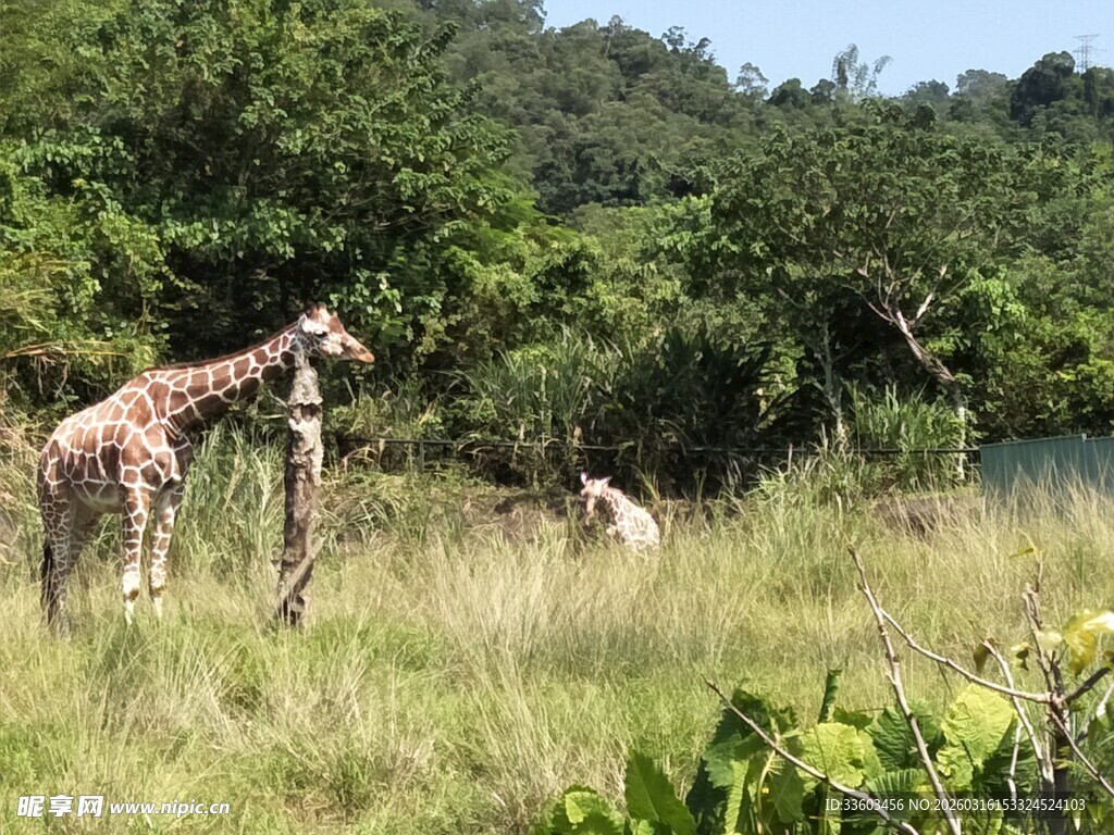 草原上的长颈鹿与羚羊