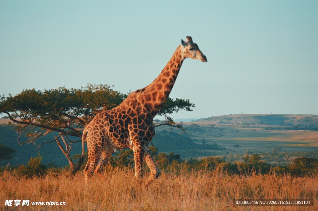 草原上的长颈鹿