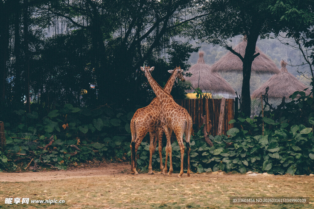 两只长颈鹿在户外场景