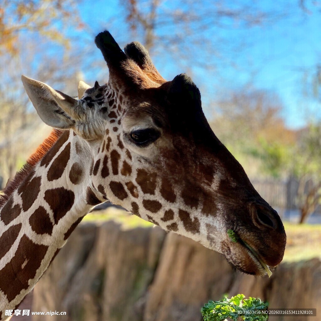 长颈鹿张嘴进食特写