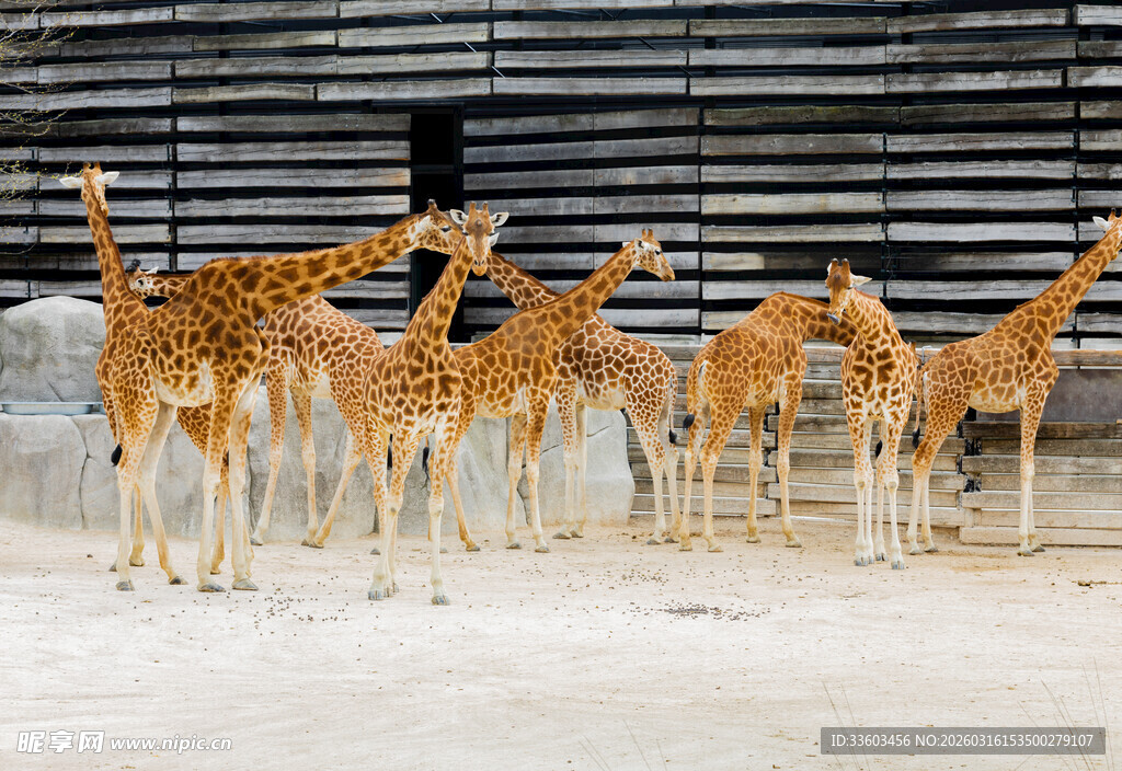 一群长颈鹿在户外